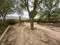 Prachtig landhuis met 2 slaapkamers en 1 badkamer nabij Pinoso in Pinoso Villas
