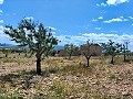 Ruiné à Pinoso avec suffisamment de terrain pour construire une nouvelle propriété in Pinoso Villas