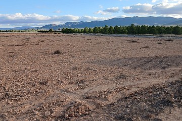 Terrain constructible à Yecla.