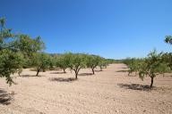 Maison de campagne avec 100.000M2 d'olives et d'amandes in Pinoso Villas