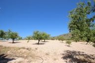 Country house with 100.000M2 olives and Almonds in Pinoso Villas