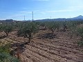 Stedelijke grond te koop - Bouwpercelen te koop in Macisvenda, Murcia | Alicante, Macisvenda in Pinoso Villas