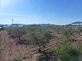 Stedelijke grond te koop - Bouwpercelen te koop in Macisvenda, Murcia | Alicante, Macisvenda in Pinoso Villas