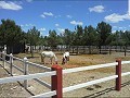 Large Stable complex - suitable to go with 13415 in Pinoso Villas