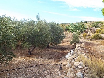 Grundstück mit Olivenhain