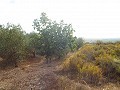 Terrain avec Olive Grove in Pinoso Villas
