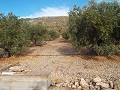 Plot of land with Olive Grove in Pinoso Villas