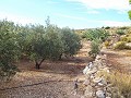 Plot of land with Olive Grove in Pinoso Villas