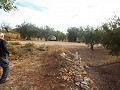 Terreno con Olivos in Pinoso Villas