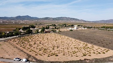 Land in Alicante, Pinoso