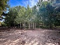 Magnífico campo con potencial de reforma en Almansa  in Pinoso Villas