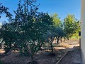 Casa de Campo con Potencial de Renovación e Infinitas Oportunidades en Yecla in Pinoso Villas